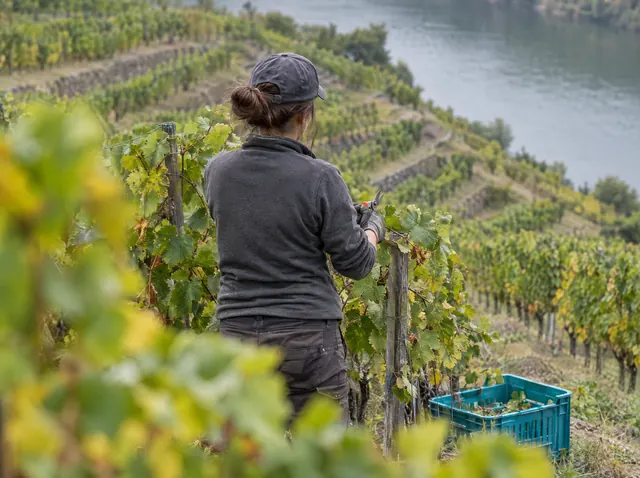 Winzerin bei der Weinlese in einem Steillagen-Weinberg, Symbolbild zum Ratgeber „Förderprogramme der Bundesländer: von der SAB bis zur NRW.Bank“